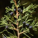 Image of Juniperus blancoi Martínez