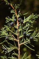 Image de Juniperus blancoi Martínez