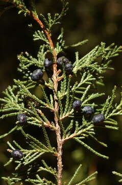 Image of Juniperus blancoi Martínez