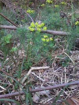 Image of Cypress Spurge