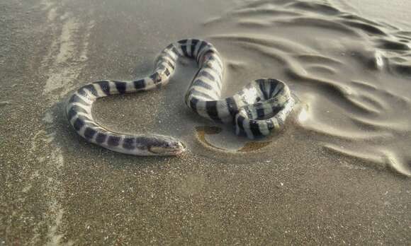 Image of Common or beaked seasnake