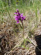 Image de Orchis de Traunsteiner