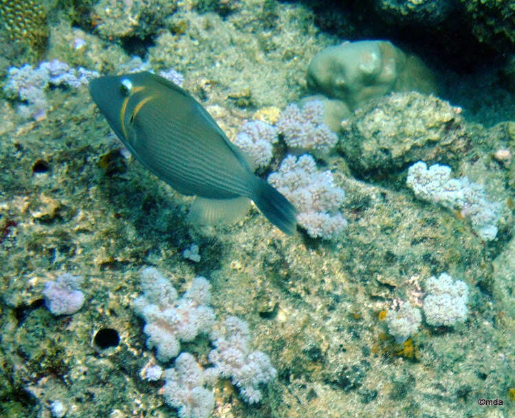 Image of Boomerang triggerfish