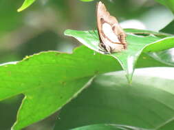 Image of Polyura hebe plautus Fruhstorfer 1898