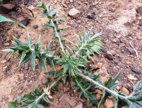 Image of Berkheya rigida (Thunb.) Bolus & Wolley-Dod ex Levyns