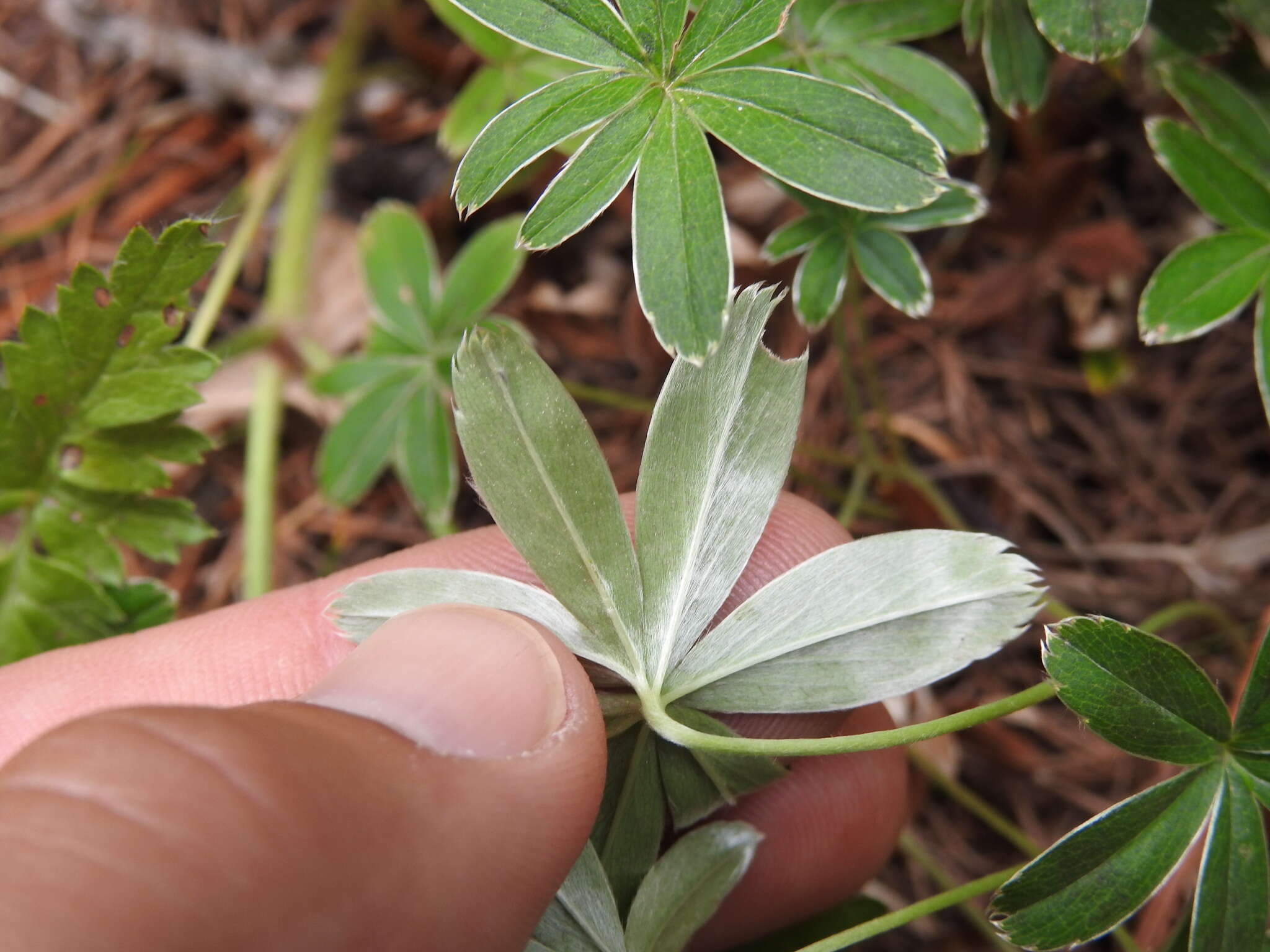 Image of Alchemilla alpigena Hegi