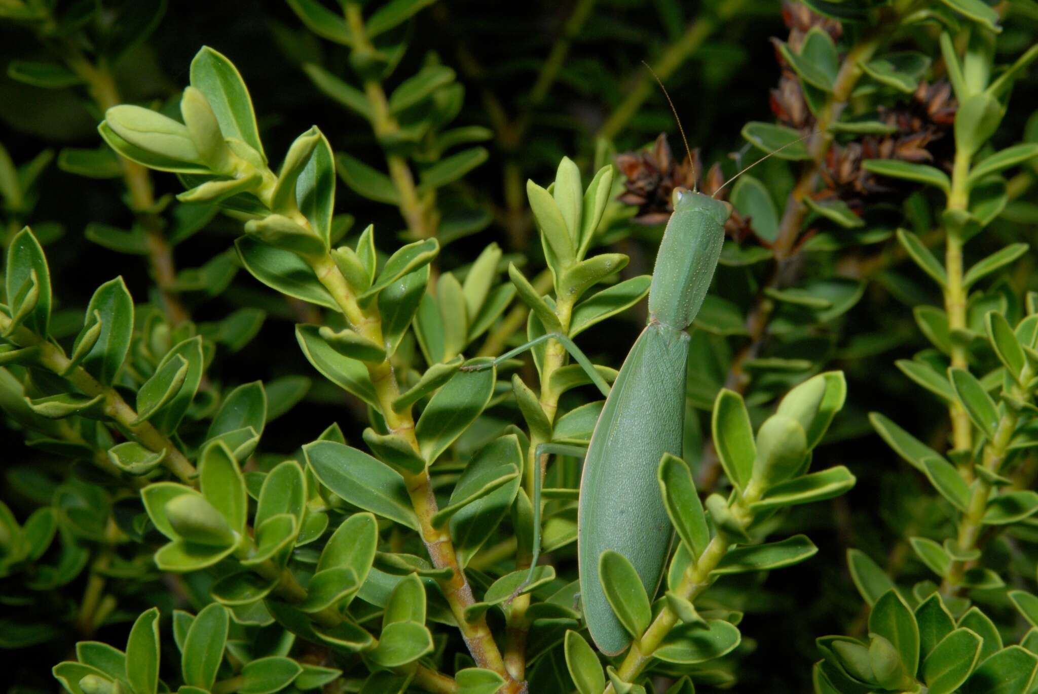 Image of New Zealand mantis