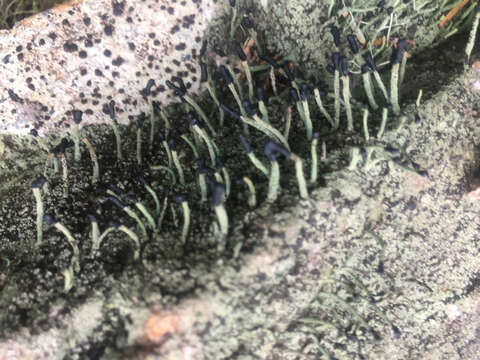 Image of tapered matchstick lichen