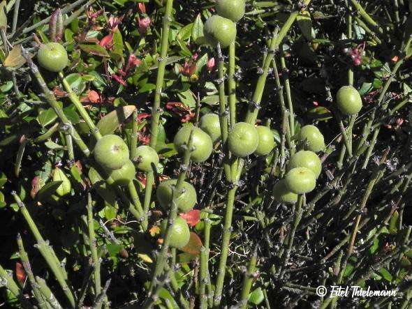 Image de Retanilla ephedra (Vent.) Brongniart