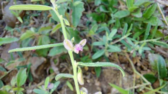 Image of Polygala erioptera DC.