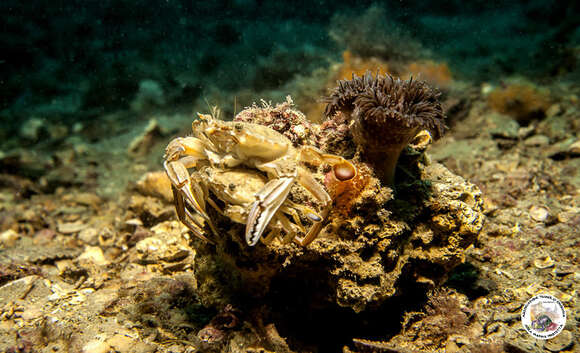 Image of Vernal crab