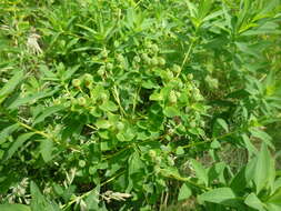 Image of Hairy Spurge