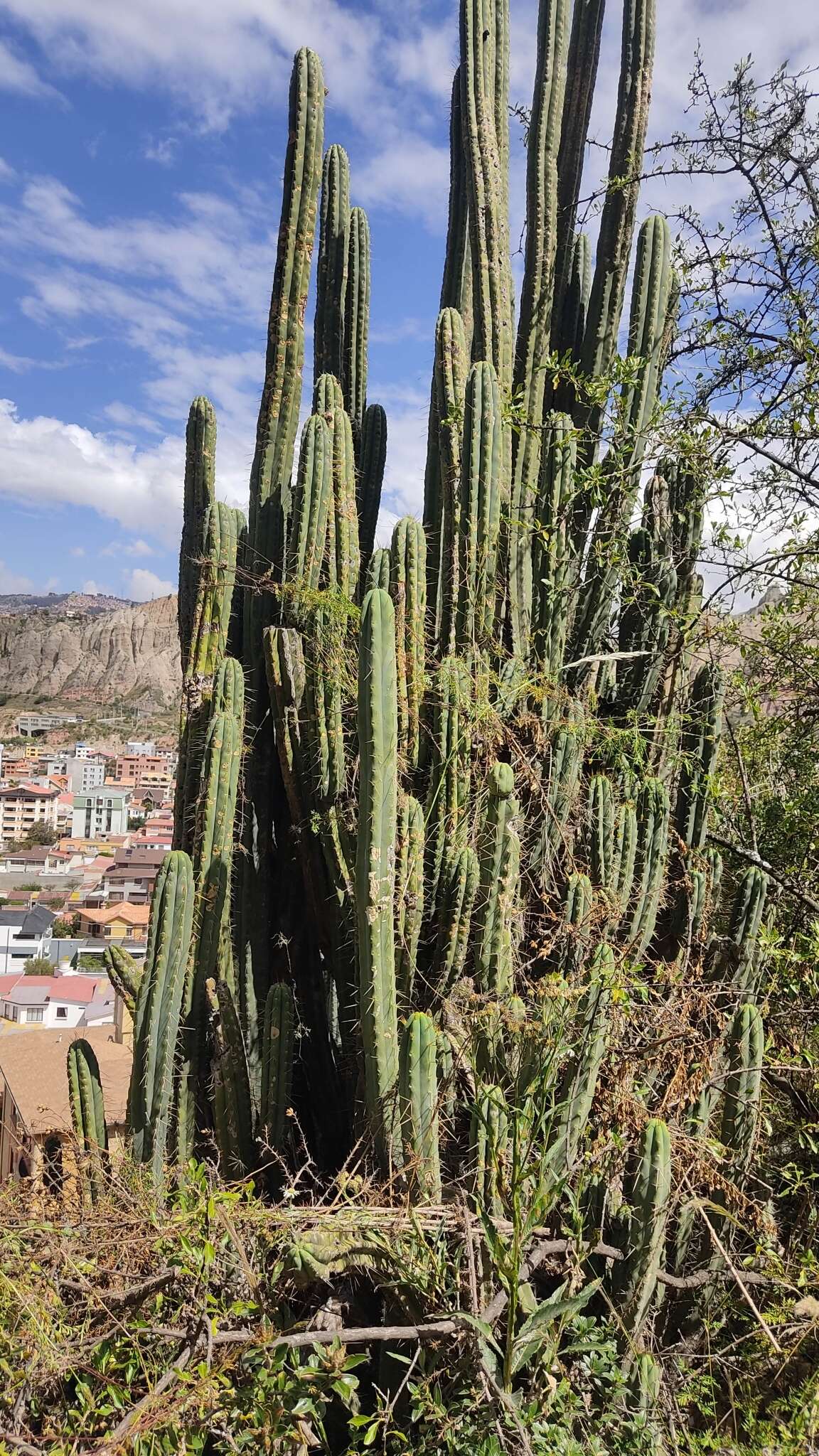 Image of Bolivian Torch Cactus