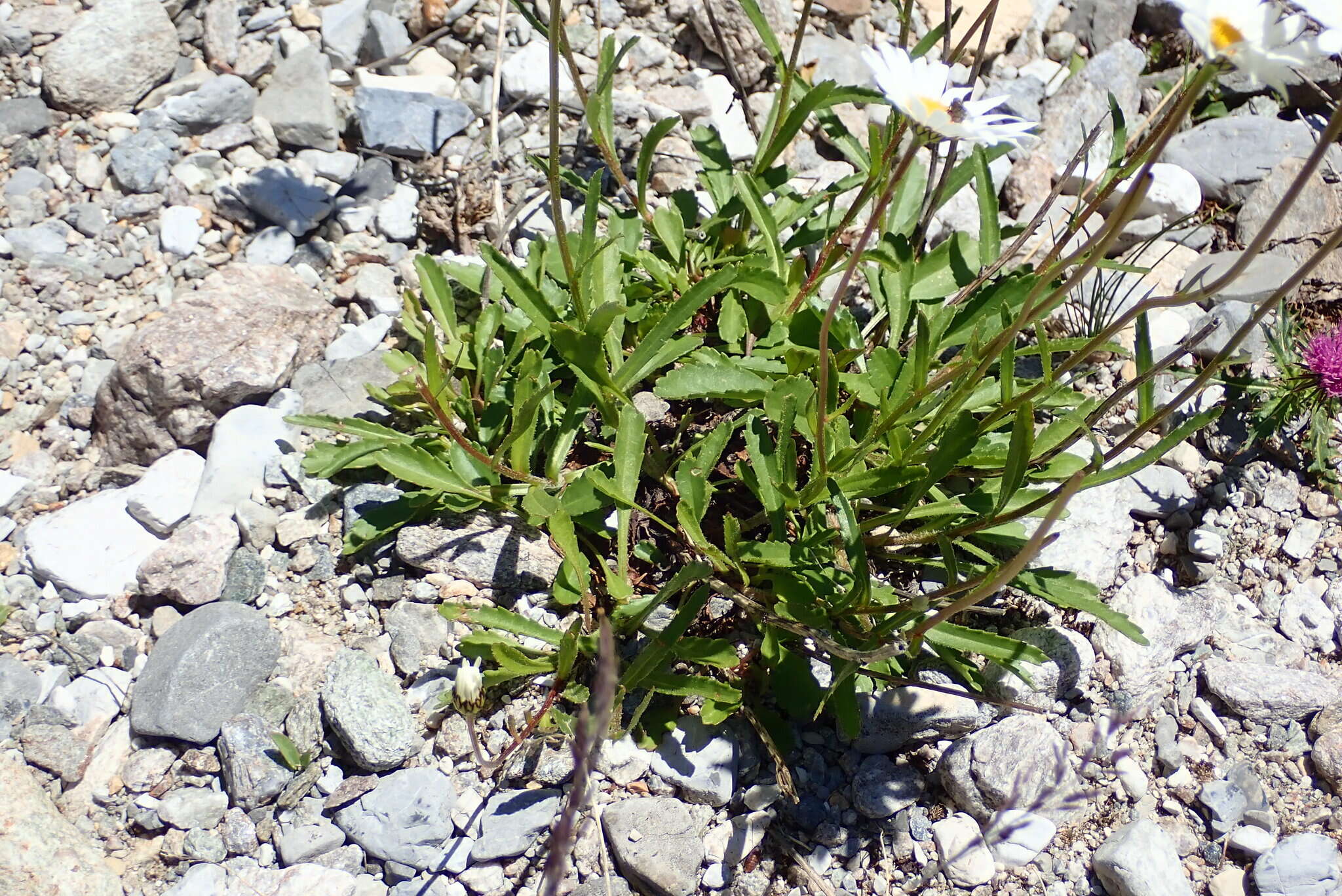 Image of Leucanthemum adustum (Koch) Gremli