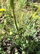 Image of Mt. Graham Spurred-Gentian