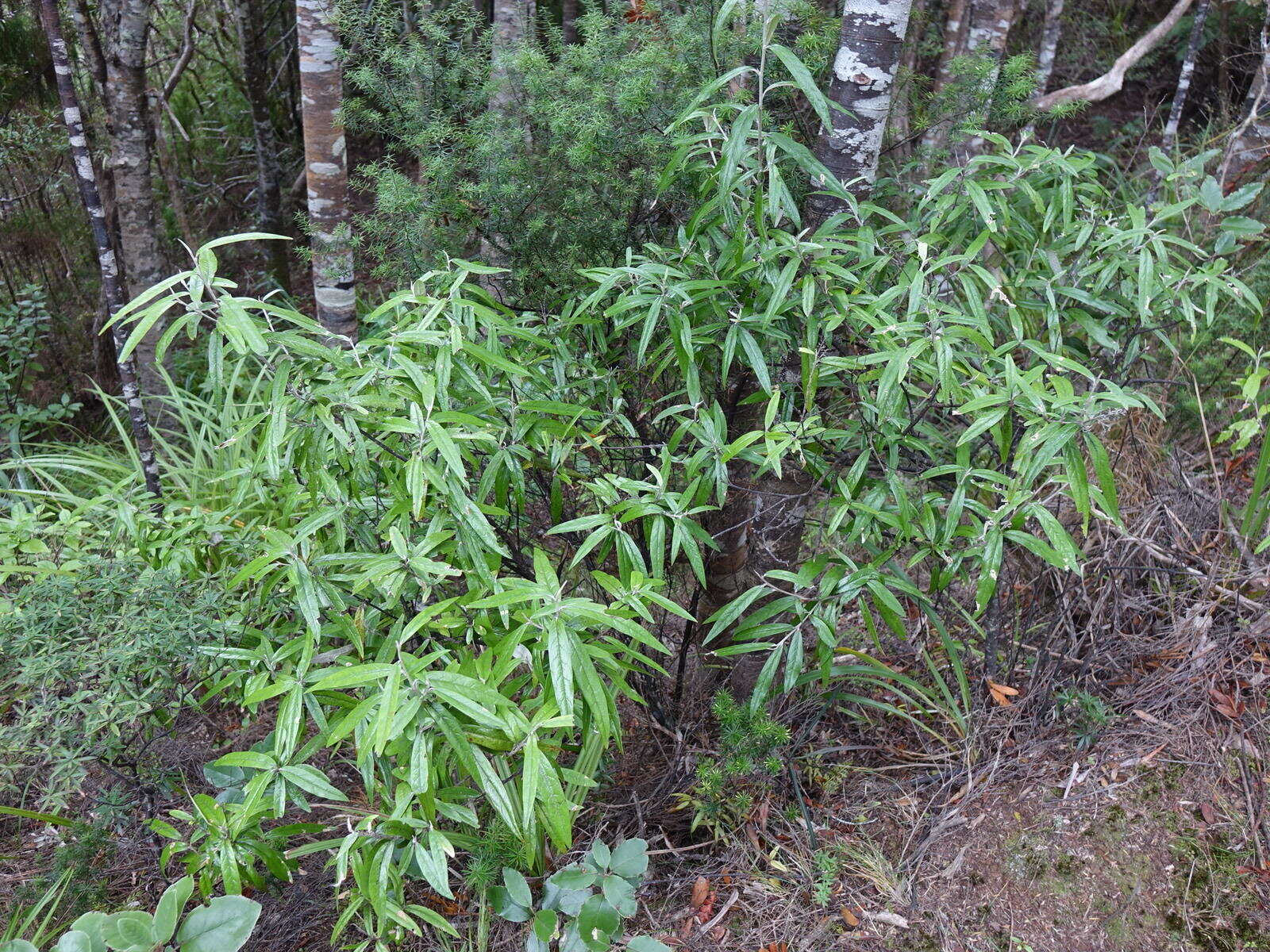 Image of Corokia buddleioides A. Cunn.