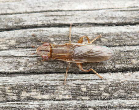 Image of Platycephala planifrons (Fabricius 1798)