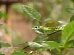 Image of Leptophis ahaetulla nigromarginatus (Günther 1866)