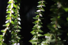 Image of tassel fern