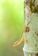 Image of Sharp-mouthed lizard