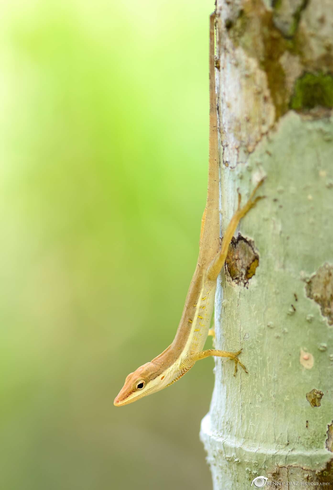 Image of Sharp-mouthed lizard