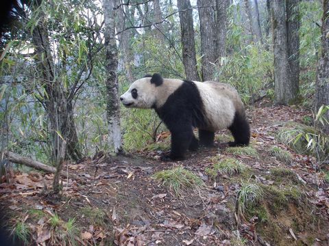Image of Giant Panda