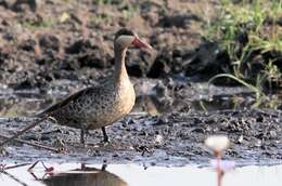 Image of Red-billed Teal