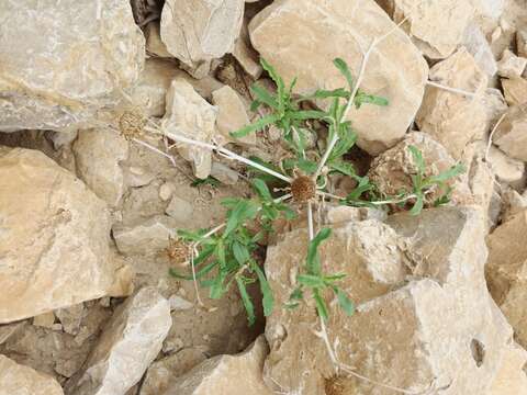 صورة Asteriscus graveolens (Forsk.) Less.