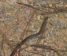 Image of Gaige's Pine Forest Snake