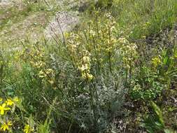 Image of Matthiola caspica (N. Busch) Grossh.