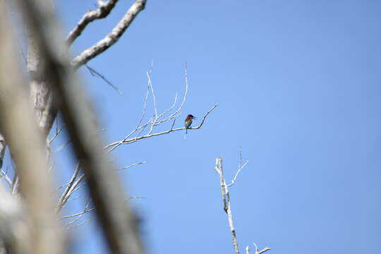 Image of Blue-throated Bee-eater