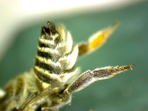 Image of Elegant leaf-cutter bee