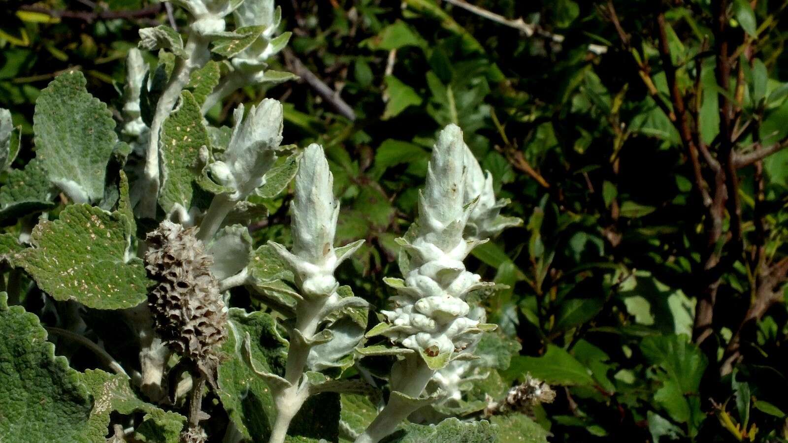 Слика од Sideritis macrostachyos Poir.