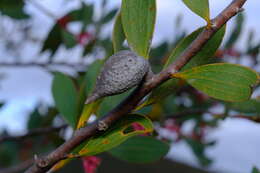 Image de Hakea neurophylla Meissn.