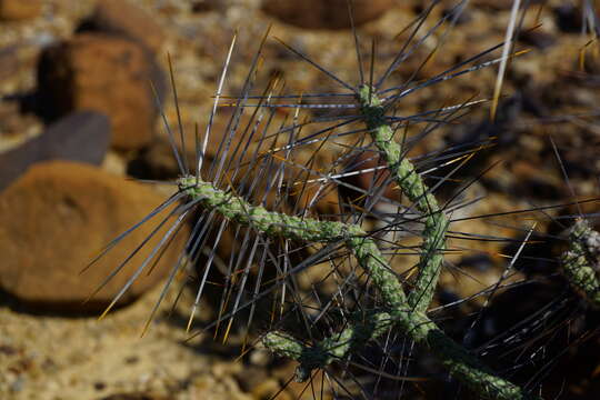 Image de Cylindropuntia anteojoensis (Pinkava) E. F. Anderson