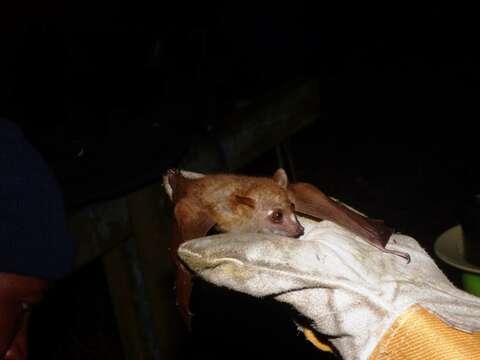 Image of Zenker's Fruit Bat