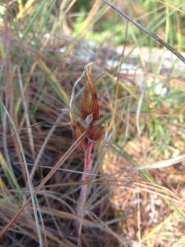 Image of Pitcairnia micheliana Andrews