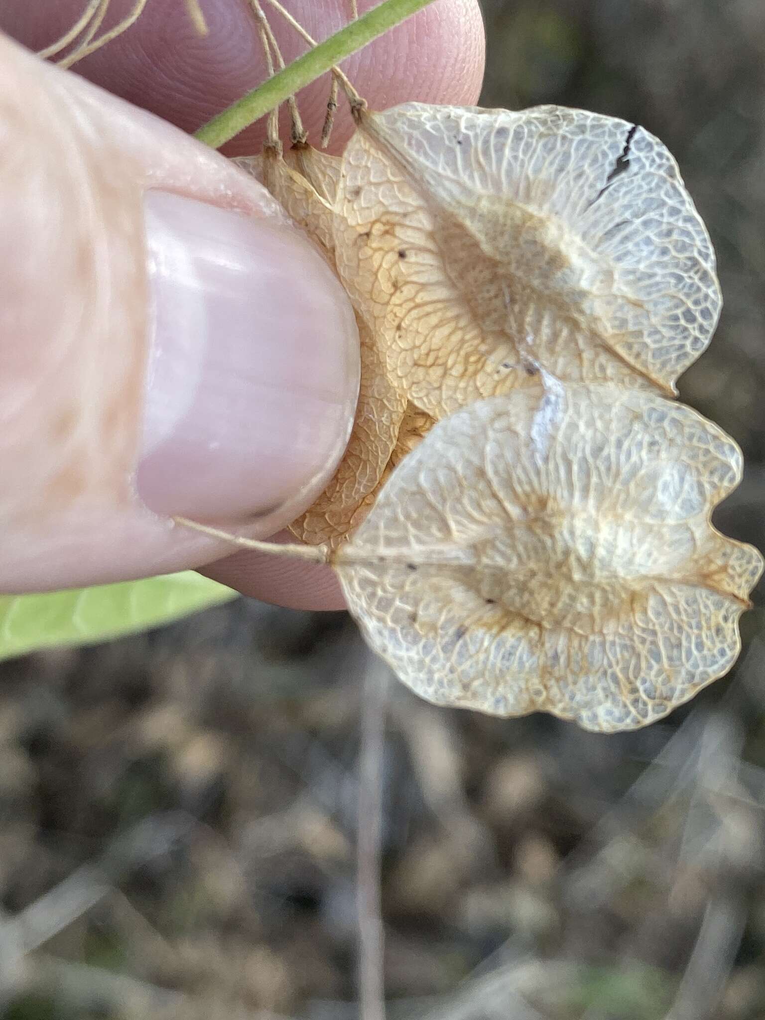 Image of Ptelea trifoliata var. mollis Torr. & Gray