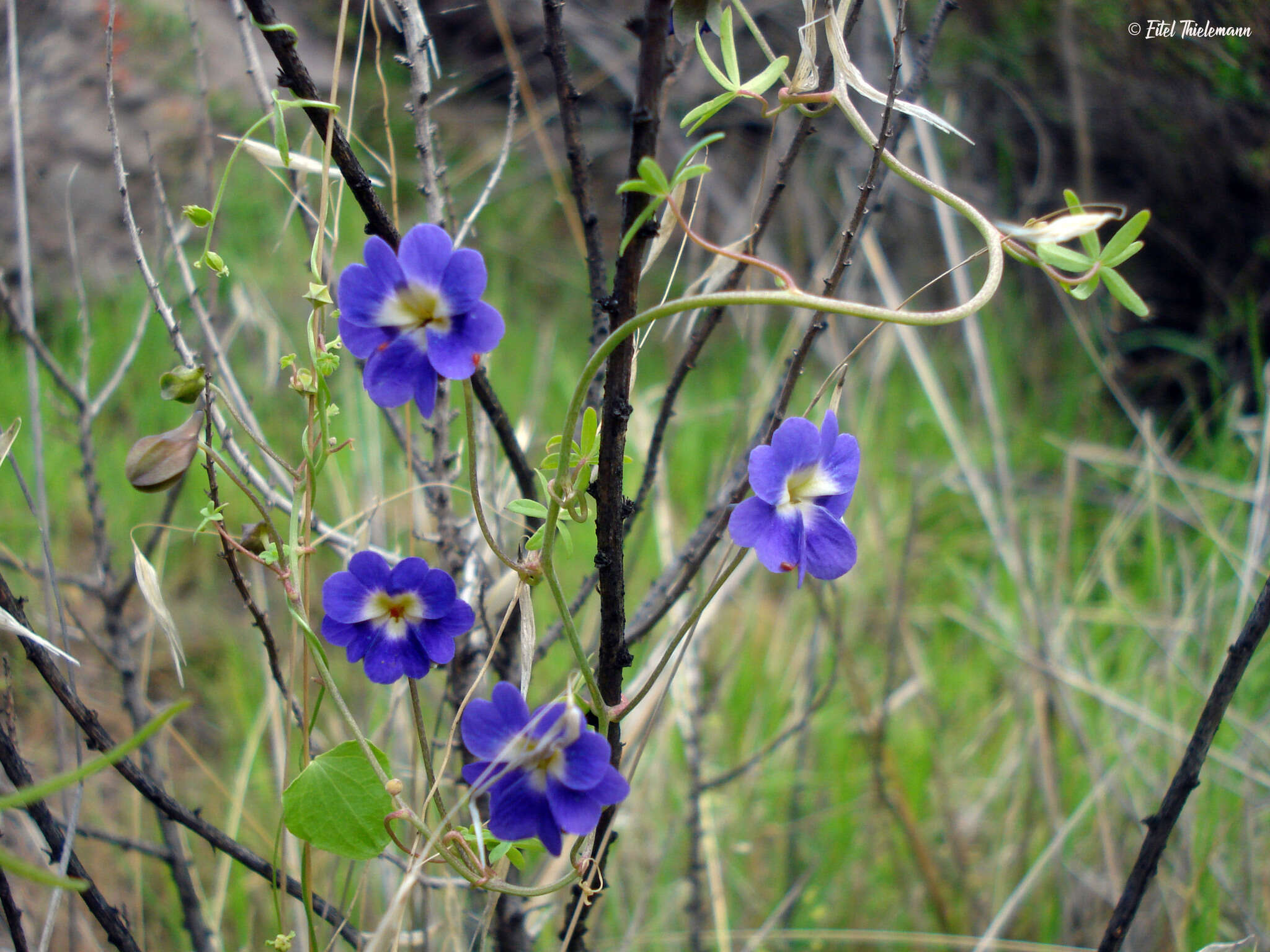 Image of Blue Nasturtium