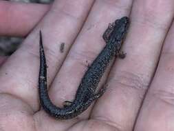 Image of Blacksburg Salamander