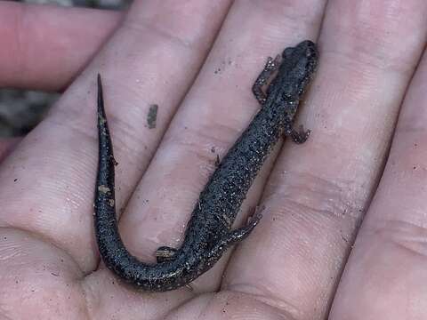 Sivun Plethodon jacksoni Newman 1954 kuva