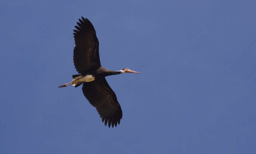 Image of Storm's Stork