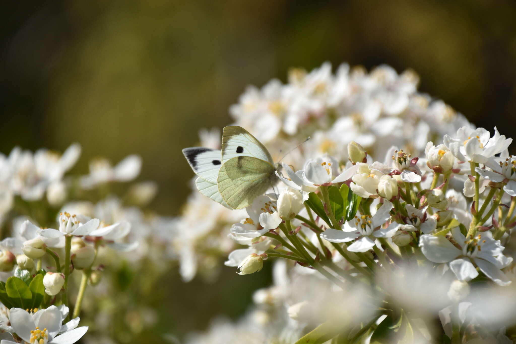 Image of cabbage butterfly