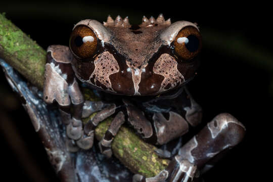 Image of Coronated Treefrog