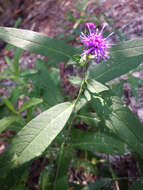 Image of Missouri ironweed