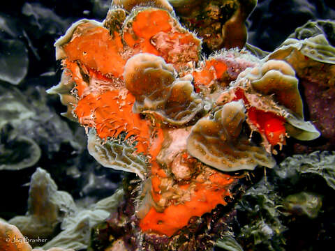 Image of orange lumpy encrusting sponge