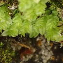 Image of cyrtomnium moss