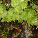 Imagem de Cyrtomnium hymenophylloides T. Koponen 1968