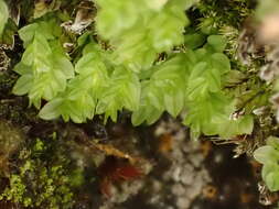 Image of cyrtomnium moss