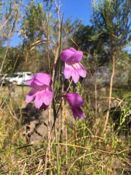 Image of Gladiolus carinatus subsp. carinatus